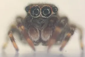 Обнаружен новый вид пауков